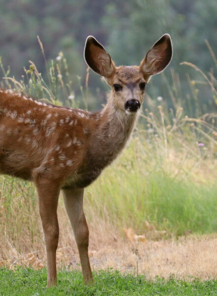 Private Animal Reserve